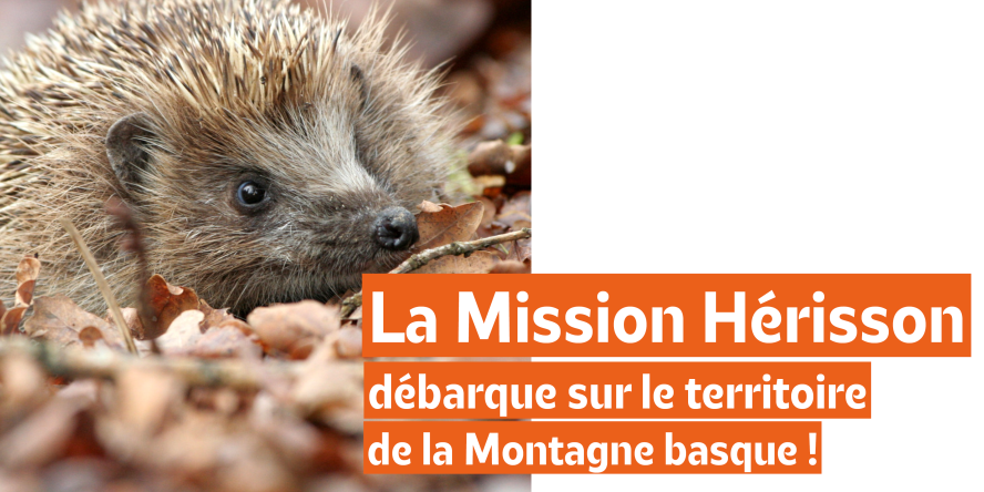 Hérisson d'Europe